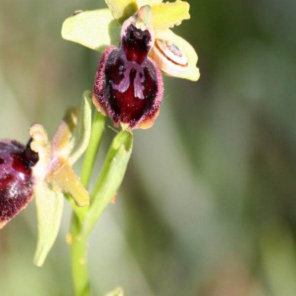 Ophrys passionis